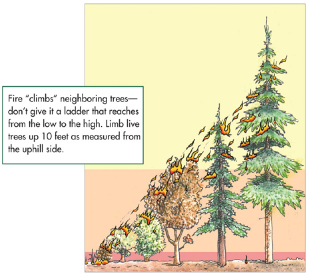 Vegetation Management Central County Fire Department